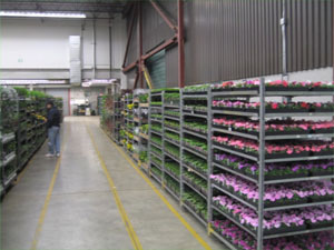 Floral Wholesaler Texas